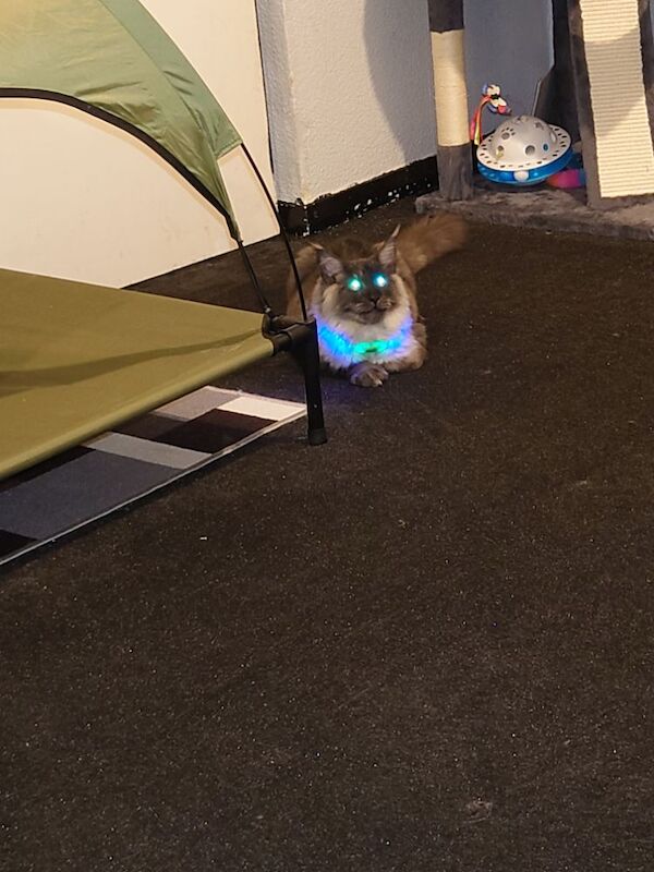 Maine Coon kittens for sale in Gateshead, Tyne and Wear – 1 year old - Image 8 of 8