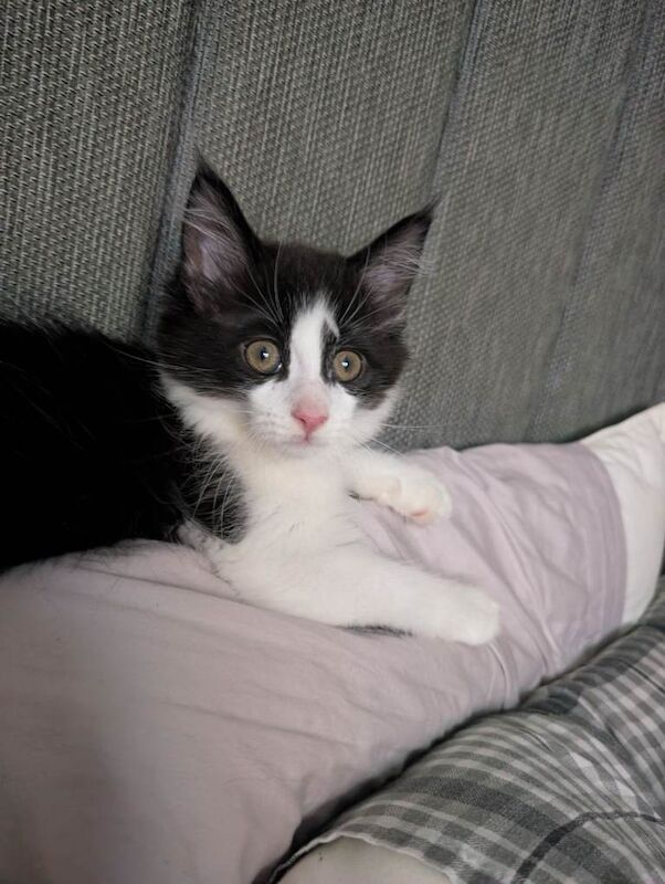 Full Maine coon kitten