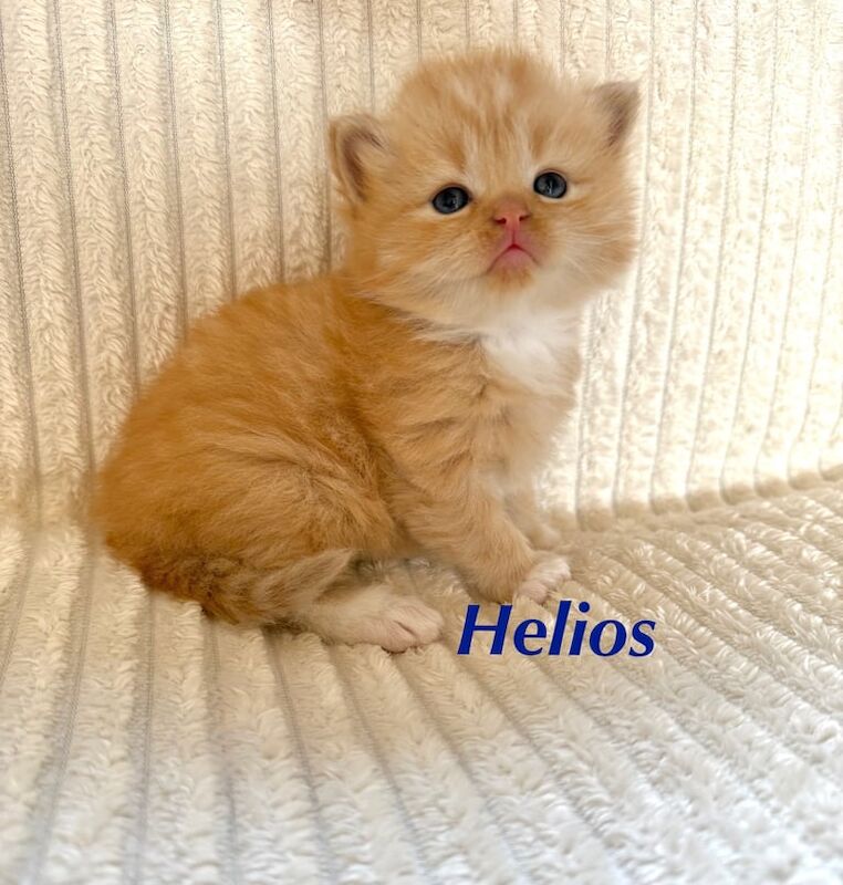 Full Maine coon kittens for sale in Droitwich Spa, Worcestershire
