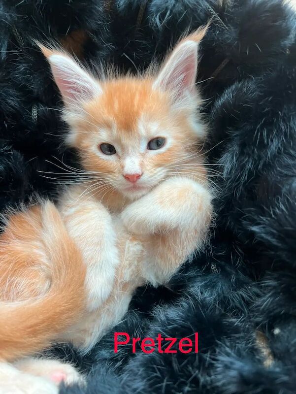 FULL Maine coon kittens for sale in Dover, Kent