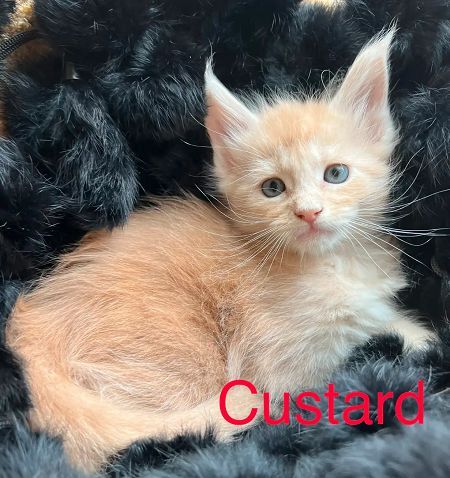 FULL Maine coon kittens for sale in Dover, Kent - Image 2