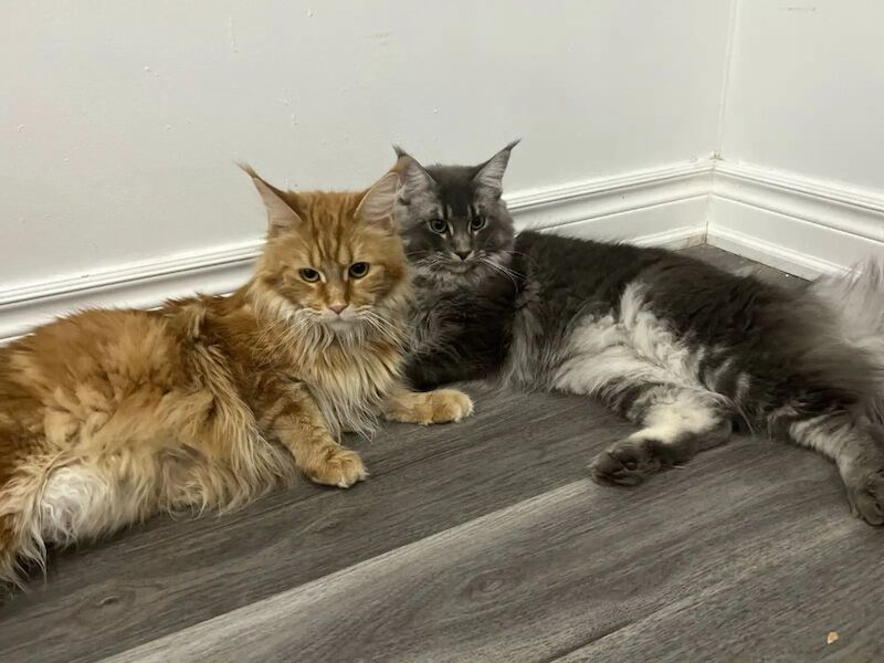 FULL Maine coon kittens for sale in Dover, Kent - Image 3