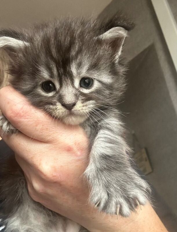 Full Maine Coon kittens 5 left!
