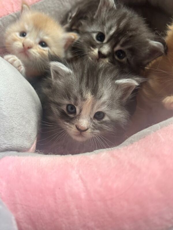 Full Maine Coon kittens 5 left! - Image 2 of 5