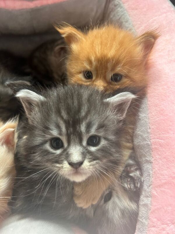 Full Maine Coon kittens 5 left! - Image 3 of 5