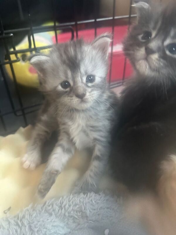 Full Maine Coon kittens 5 left! - Image 4 of 5