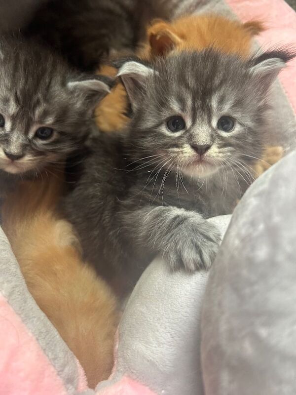 Full Maine Coon kittens 5 left! - Image 5 of 5