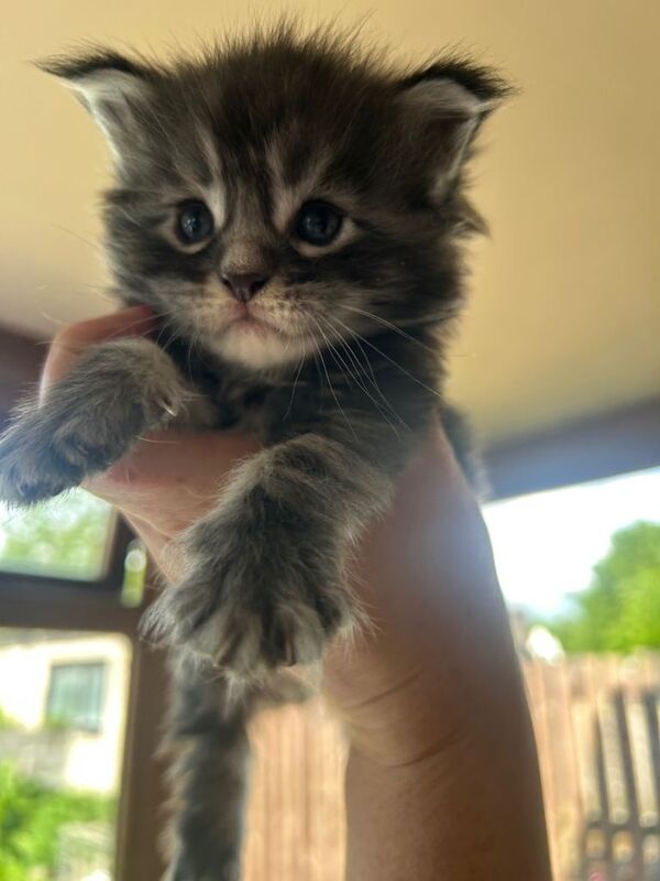 Full Maine Coon kittens for sale - Image 2 of 4