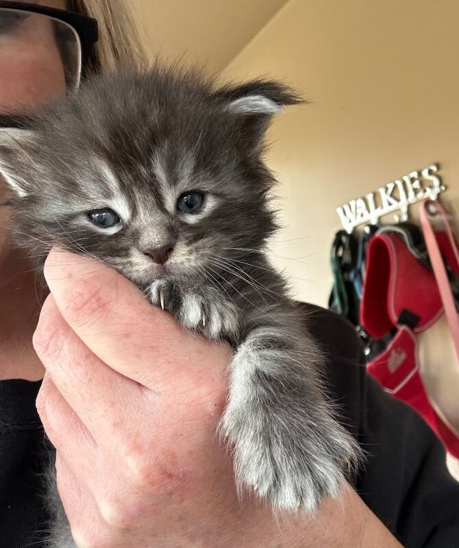 Full Maine Coon kittens for sale - Image 3 of 4