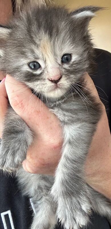 Full Maine Coon kittens for sale - Image 4 of 4
