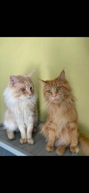 Maine Coon kittens for sale in Portsmouth, Hampshire – 4 weeks old