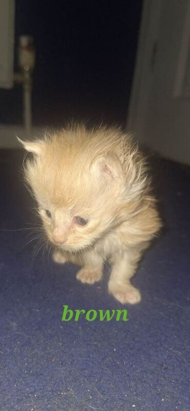 Maine Coon kittens for sale in Portsmouth, Hampshire – 4 weeks old - Image 2 of 4