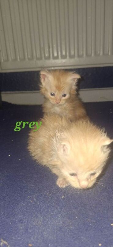 Maine Coon kittens for sale in Portsmouth, Hampshire – 4 weeks old - Image 3 of 4