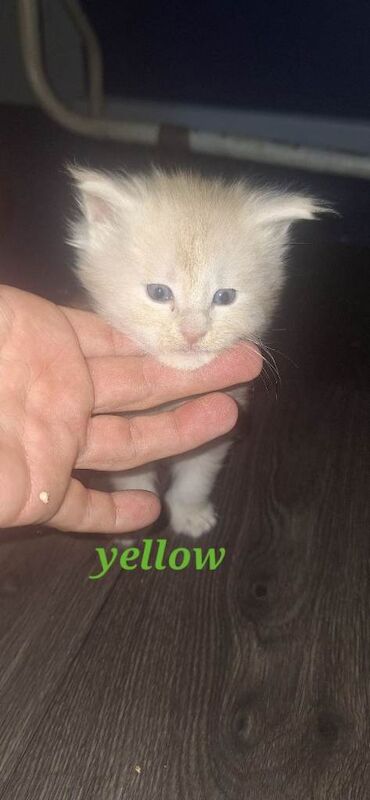 Maine Coon kittens for sale in Portsmouth, Hampshire – 4 weeks old - Image 4 of 4