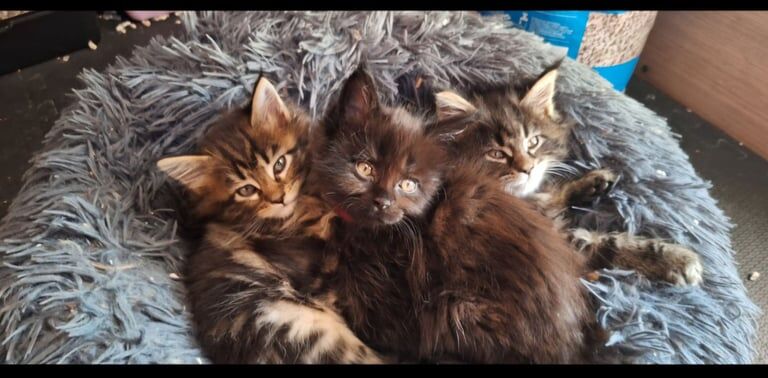 Full Pedigree, Maine Coon Kittens for sale in Dunamanagh, County Tyrone