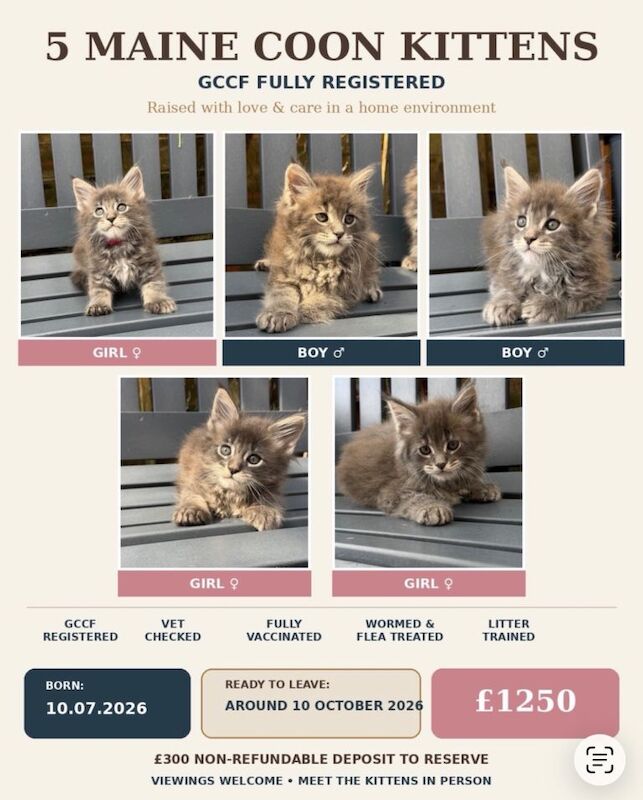 GCCF Fully Registered Maine Coon Kittens – 3 Girls & 2 Boys