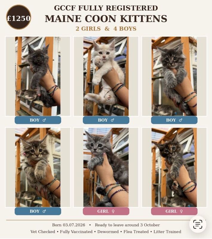GCCF Fully Registered Maine Coon Kittens – Ready October