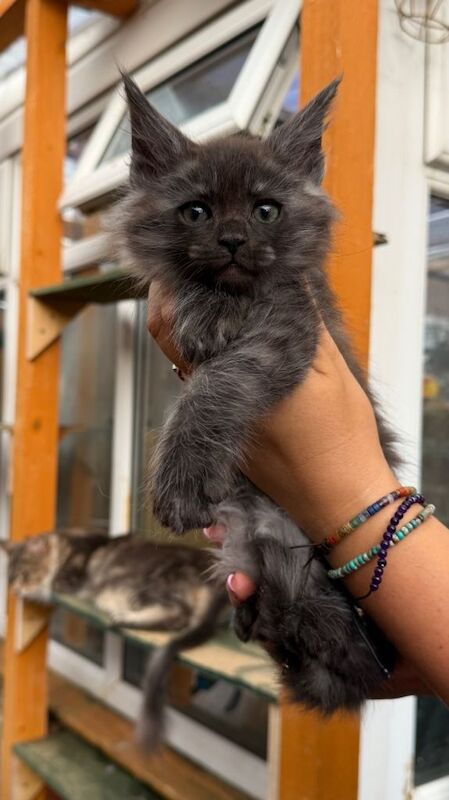 GCCF Fully Registered Maine Coon Kittens – Ready October - Image 2 of 6