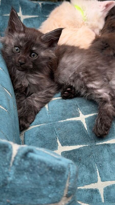 GCCF Fully Registered Maine Coon Kittens – Ready October - Image 3 of 6