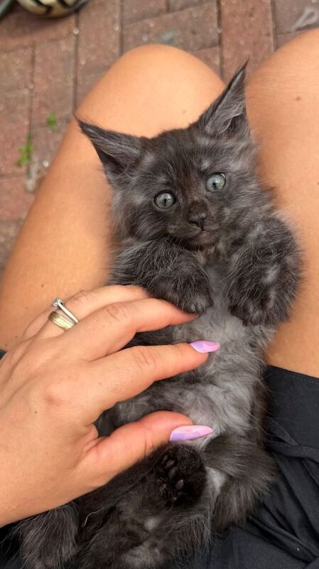 GCCF Fully Registered Maine Coon Kittens – Ready October - Image 4 of 6