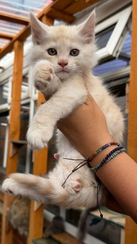 GCCF Fully Registered Maine Coon Kittens – Ready October - Image 5 of 6