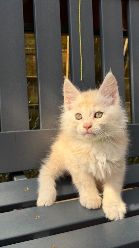 GCCF Fully Registered Maine Coon Kittens – Ready October - Image 6 of 6