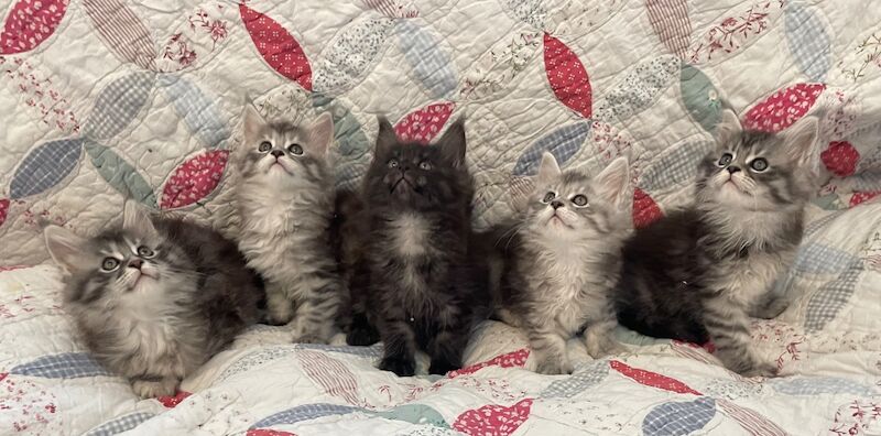 Maine Coon kittens for sale in Bognor Regis, West Sussex – 7 weeks old