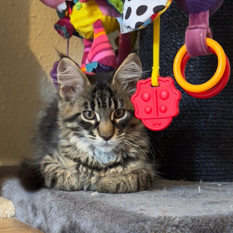 Maine Coon kittens for sale in Beverley, East Riding of Yorkshire – 3 months old