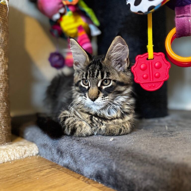 Maine Coon kittens for sale in Beverley, East Riding of Yorkshire – 3 months old - Image 2 of 3