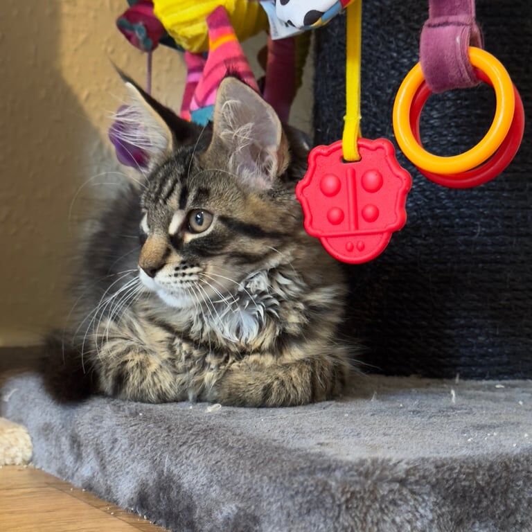 Maine Coon kittens for sale in Beverley, East Riding of Yorkshire – 3 months old - Image 3 of 3