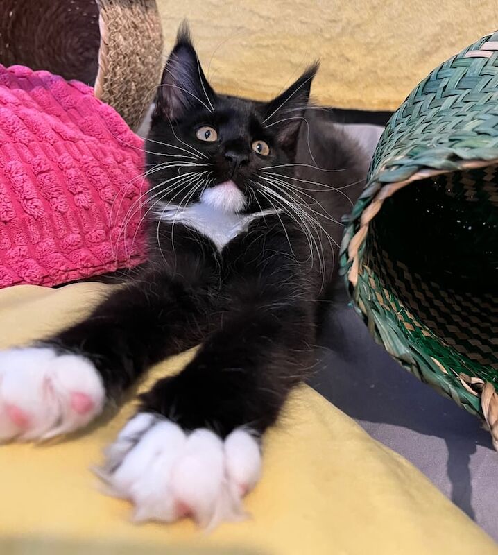 Maine Coon kittens for sale in Plymouth, Devon – 3 months old