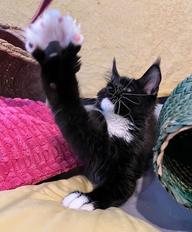 Maine Coon kittens for sale in Plymouth, Devon – 3 months old - Image 2 of 3