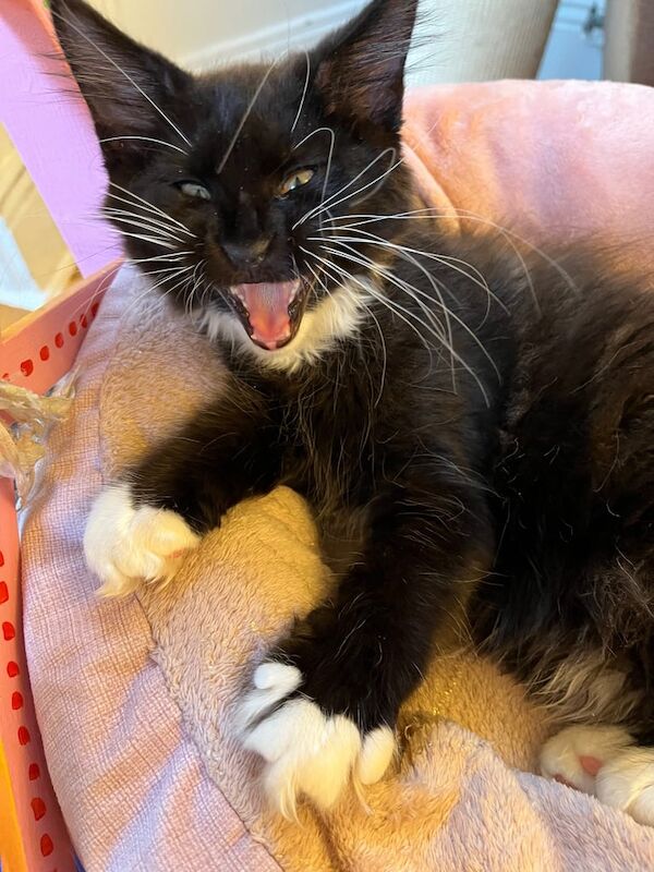 Maine Coon kittens for sale in Plymouth, Devon – 3 months old - Image 3 of 3