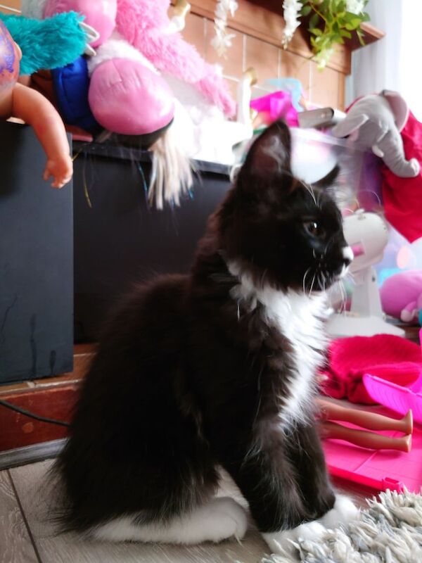 Maine Coon kittens for sale in Laurencekirk, Kincardineshire – 11 weeks old