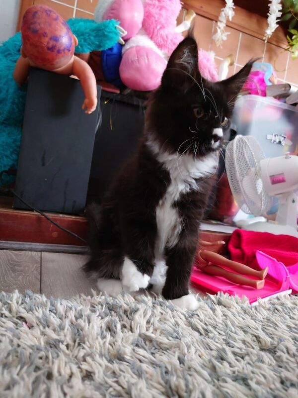 Maine Coon kittens for sale in Laurencekirk, Kincardineshire – 11 weeks old - Image 2 of 3