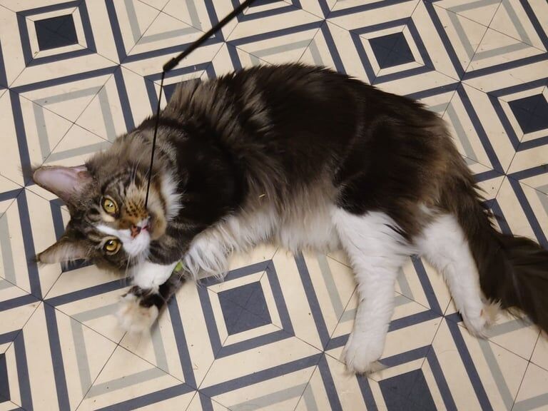 Maine Coon kittens for sale in Laurencekirk, Kincardineshire – 11 weeks old - Image 3 of 3