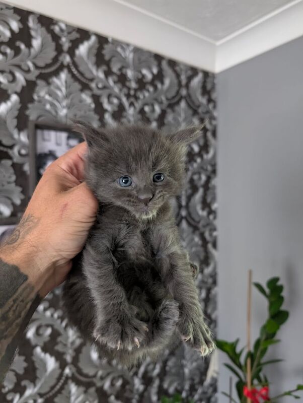 Maine Coon kittens for sale in Sturry, Kent – 7 weeks old