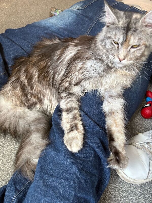 Maine Coon kittens for sale in Chesterfield, Derbyshire β 1 year old - Image 2 of 3