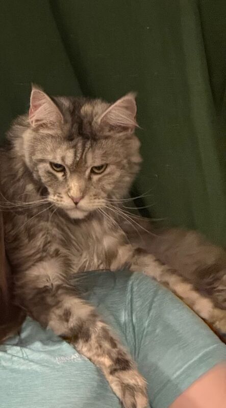 Maine Coon kittens for sale in Chesterfield, Derbyshire β 1 year old - Image 3 of 3