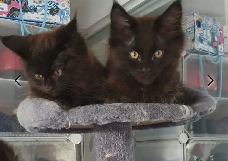 GCCF Registered Maine Coon Kittens for sale in Tiverton, Devon