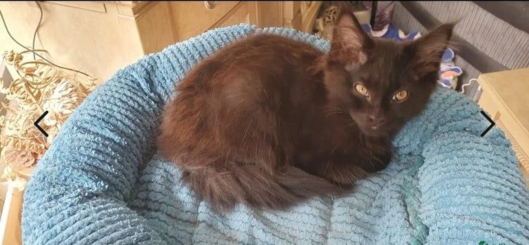 GCCF Registered Maine Coon Kittens for sale in Tiverton, Devon | Image 2