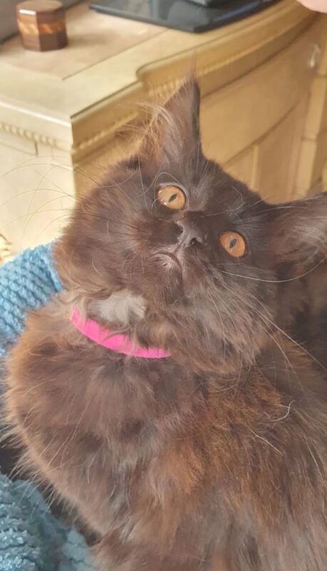 GCCF Registered Maine Coon Kittens for sale in Tiverton, Devon | Image 3