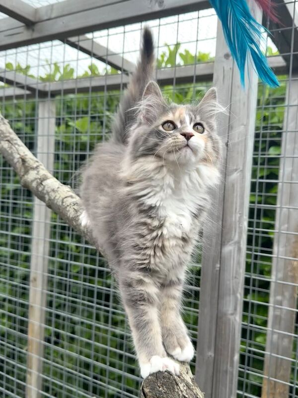 Maine Coon kittens for sale in Castlewellan, County Down – 11 weeks old
