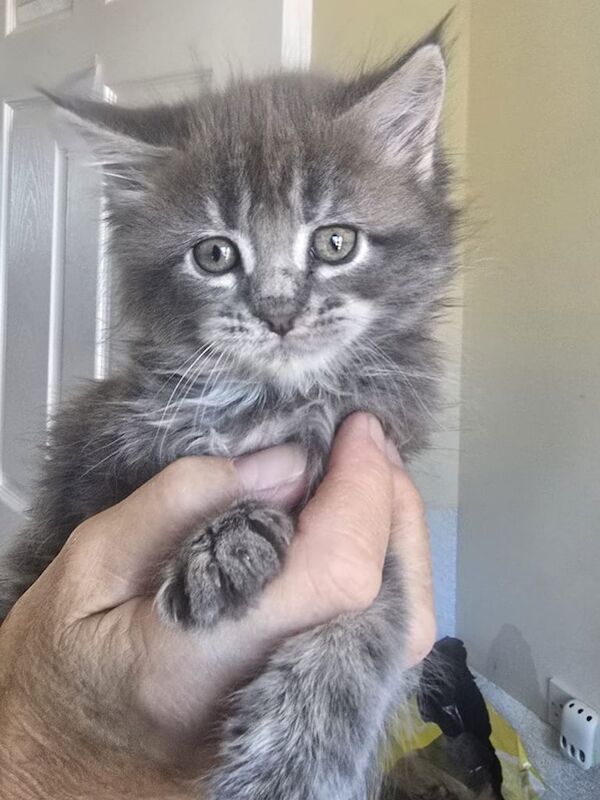 Maine Coon kittens for sale in Weston-super-Mare, Somerset – 8 weeks old