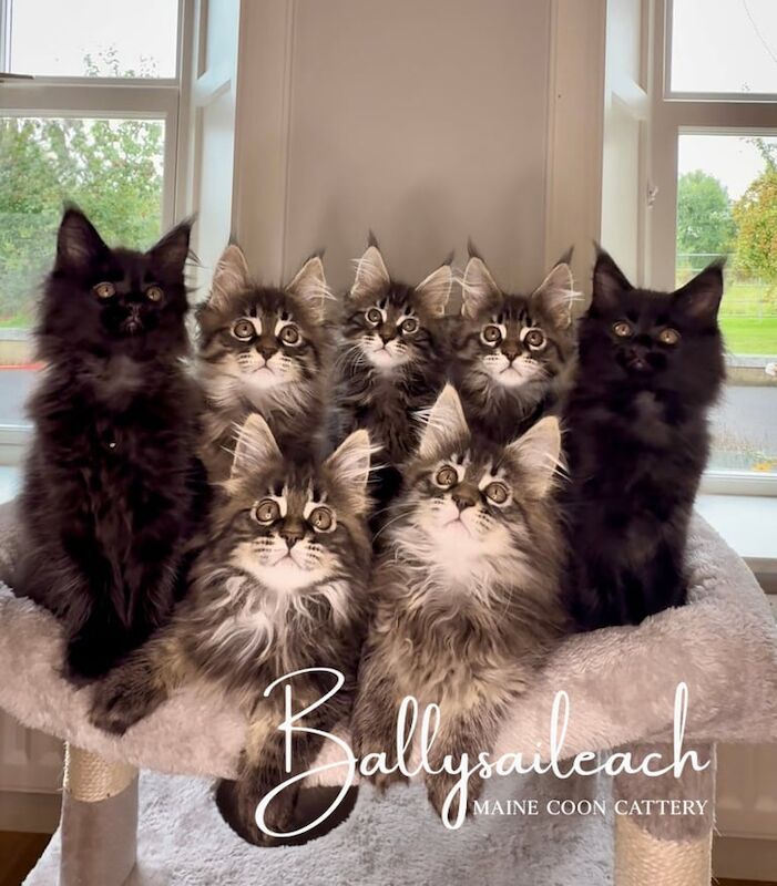 Maine Coon kittens for sale in Banbridge, County Down – 3 months old