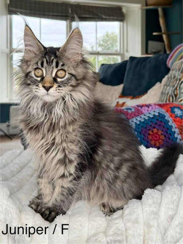 Maine Coon kittens for sale in Banbridge, County Down – 3 months old - Image 3 of 4