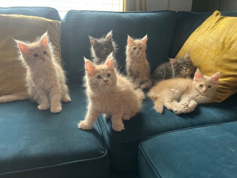 Gccf registered Maine coon kittens
