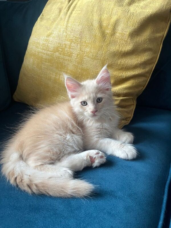 Gccf registered Maine coon kittens - Image 2 of 4