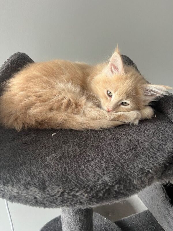 Gccf registered Maine coon kittens - Image 3 of 4