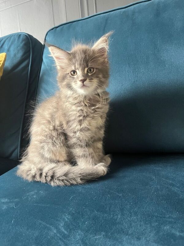 Gccf registered Maine coon kittens - Image 4 of 4